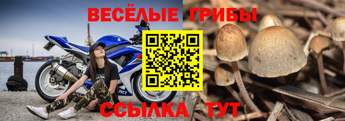 Зерноград  Галлюциногенные грибы ЛСД  Вход с VPN  Галлюциногенные грибы прущие грибы 